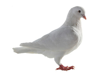 white pigeon