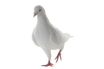 white pigeon