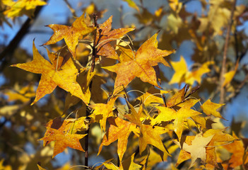 Beautiful golden Autumn maple leaves