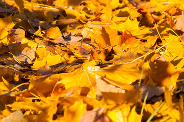 Yellow leaves on the forest floor