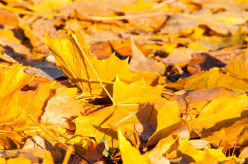 Yellow leaves on the forest floor