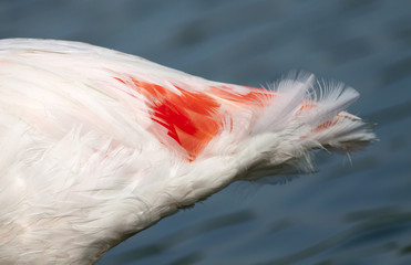 Flamingo tail feathers closeup