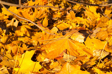 Yellow leaves on the forest floor