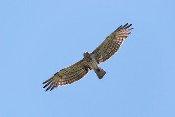 Short-toed eagle overhead looking straight down
