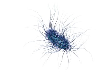 Escherichia coli isolated on white background, model of bacteria, realistic illustration of microbes, microorganisms, rod-shaped bacteria with pilli and flagella