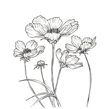 Hand drawn vector with cosmos flowers