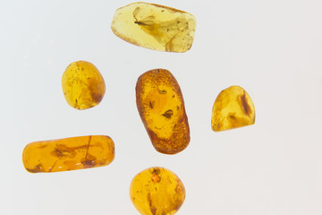 amber with insects