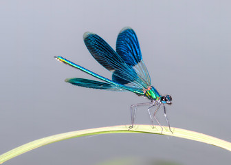 Dragonfly on the leaf - obrazy, fototapety, plakaty