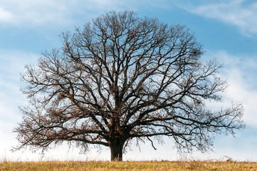 Fototapeta na wymiar The old oak