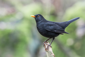 Fototapeta premium Blackbird