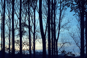 black silhouette tree trunks in the autumn fall with a blue orange afternoon evening sky