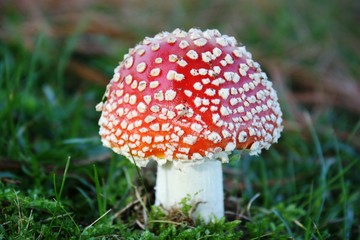 Toadstool or lucky guy