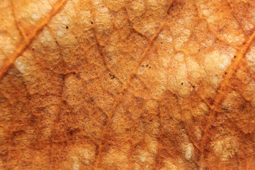macro background of dry leaf, focus on center of the image.