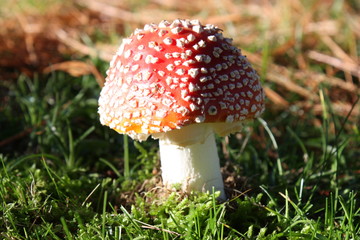 Toadstool or lucky guy