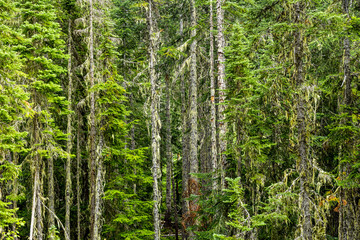 Fototapeta premium Forest of Evergreen Trees