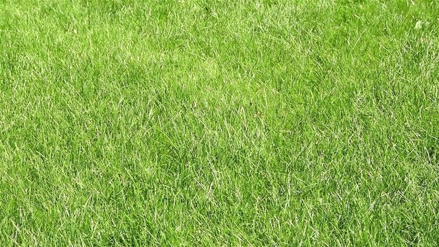 Fresh Green Grass Background