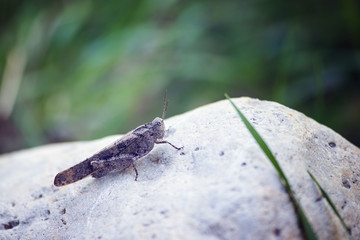 Grasshopper on a rock