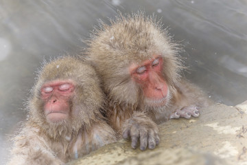 Naklejka premium 温泉のおさるさん Japanese monkeys healed in a hot spring