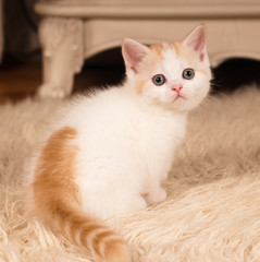 Cute little kitten