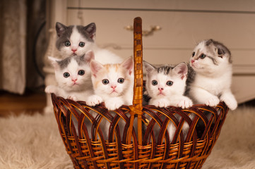 Fototapeta na wymiar Five cute kittens in braided basket