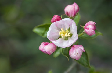 Fototapeta na wymiar wild apple blossom colorful soft bokeh natural spring background