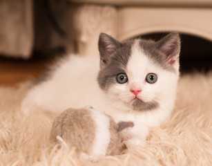 Cute little kitten