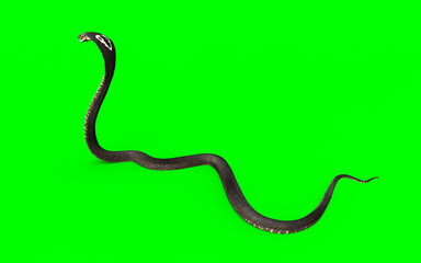 3d King cobra snake isolated on green background