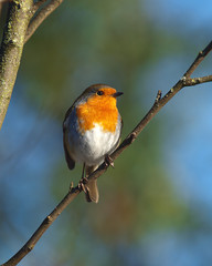 Robin