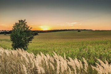 Закат в поле кукурузы