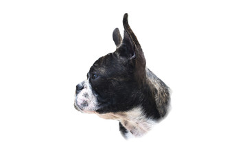 boston terrier isolated on white background