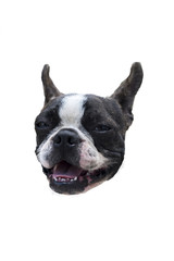 boston terrier isolated on white background