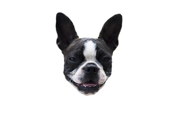 boston terrier isolated on white background