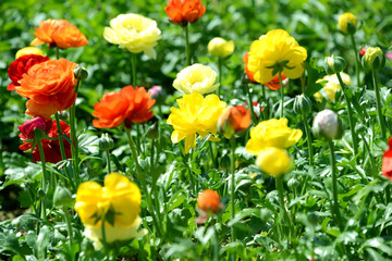 새봄의 만개한 봄꽃이미지