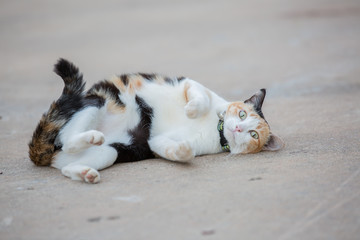 Fototapeta premium Portrait of three color cat