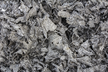 Ashes texture of burned leaves