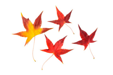 Autumn red maple leaf isolated on white