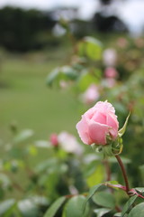 Bocciolo di rosa di colore rosa