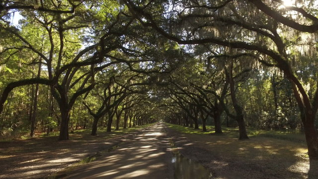 A tracking dolly shot of traveling through the mossy trees on Oak Avenue outside the Wormsloe Historic Site near Savannah, Georgia.  	
