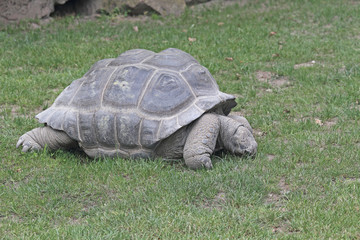 Fototapeta premium Riesenschildkröte