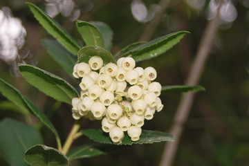 Corbezzolo (Arbutus unedo) ramo con fiori