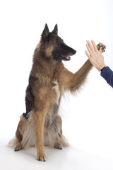 Dog, Belgian Shepherd Tervuren, paw in human hand, isolated