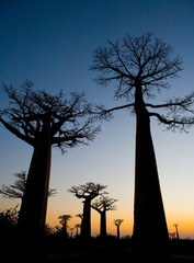 Avenue des baobabs au coucher du soleil. Vue générale. Madagascar. Une excellente illustration.
