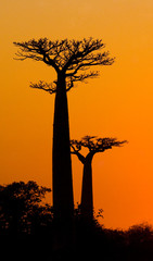 Avenue van baobabs bij zonsondergang. Algemeen beeld. Madagascar. Een uitstekende illustratie.