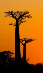 Fotobehang Baobab Avenue van baobabs bij zonsondergang. Algemeen beeld. Madagascar. Een uitstekende illustratie.