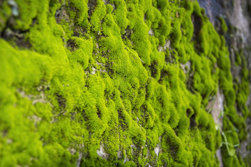 mossy wall
