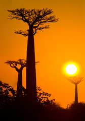 Avenue des baobabs au coucher du soleil. Vue générale. Madagascar. Une excellente illustration.