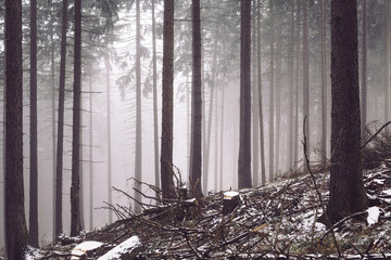 Fototapeta premium Winterwald und Nebel