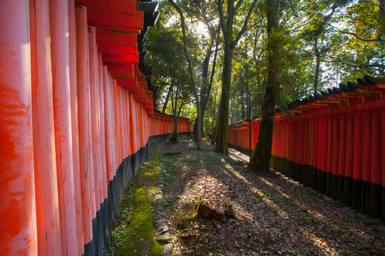 Fushimi Inari Taisha, texture of the famous red pole or torii in Fushimi Inari taisha Kyoto, Japan