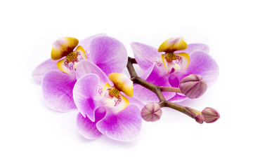 Beautiful pink orchid on the white background.