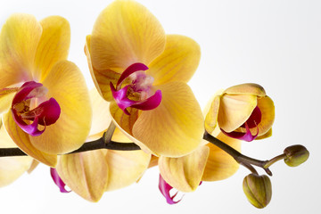 Beautiful yellow orchid on the white background.